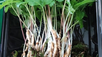 🌱 내 피부에 활력을! 인삼새싹 파워 체험기 & 꿀팁 대방출!